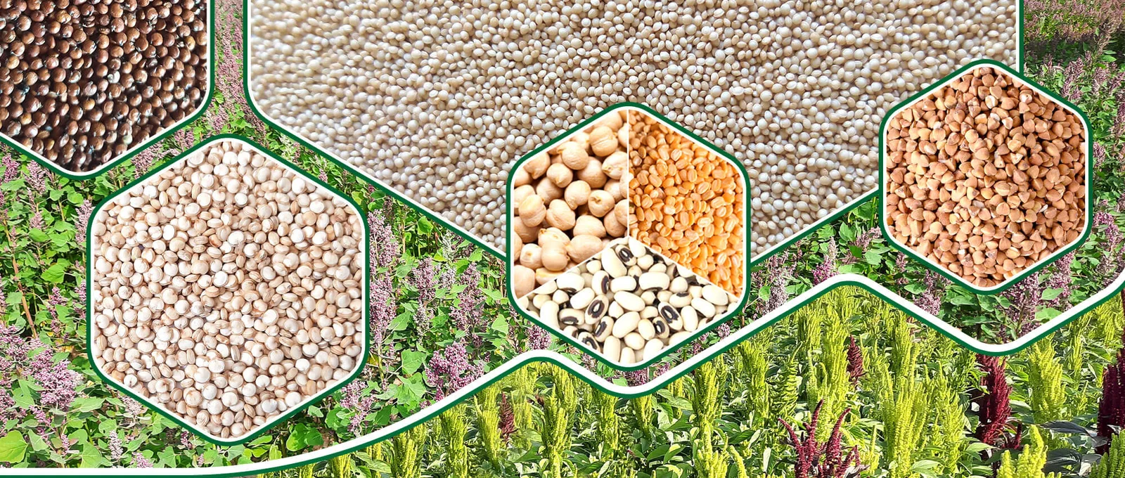 alefox
